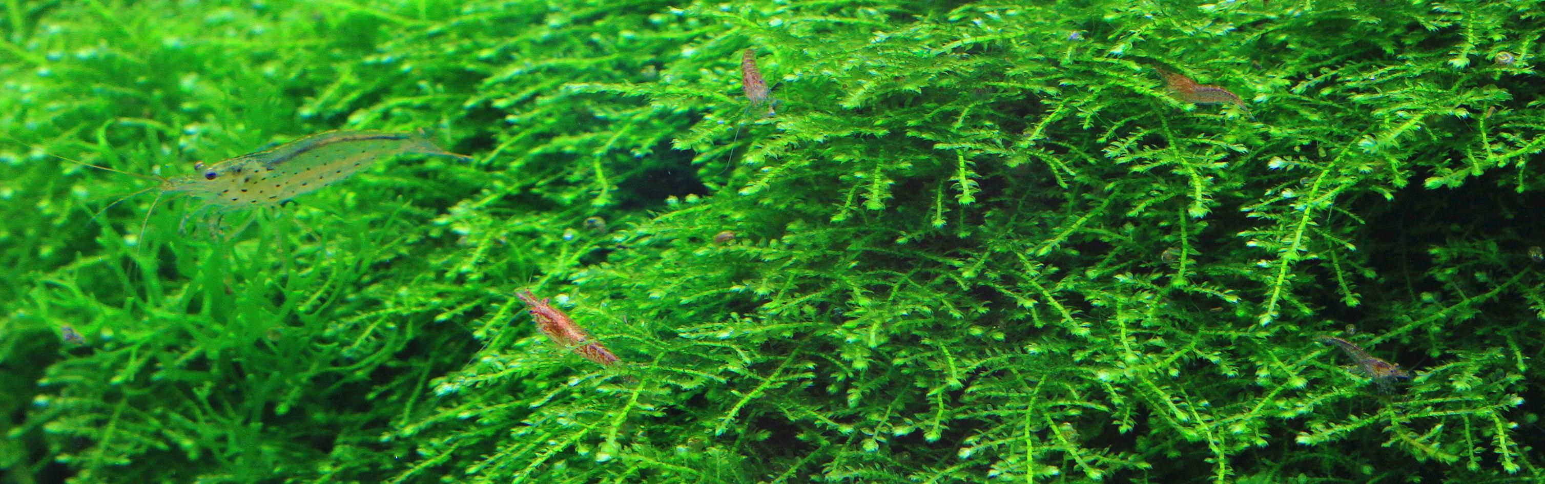Buy Mosses for your aquarium AQUASABI Shop