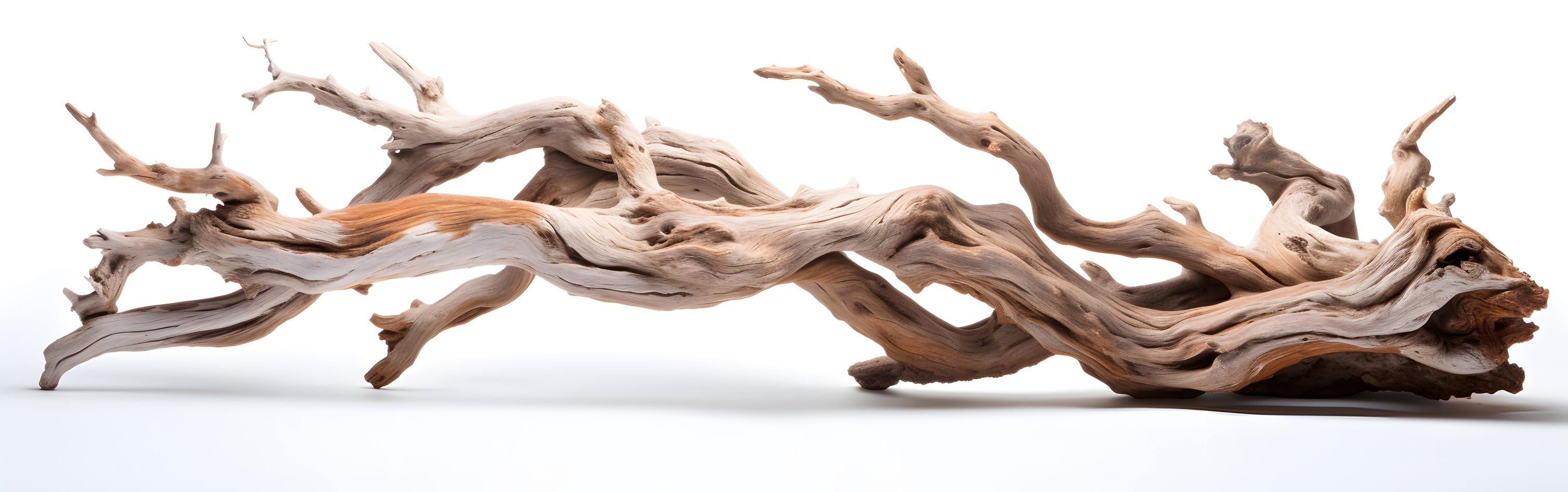 Buy Driftwood for your Aquarium | AQUASABI Shop