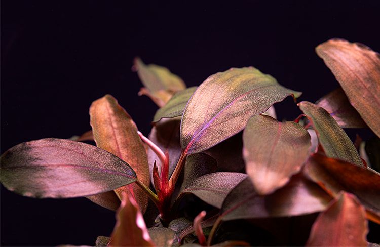 Bucephalandra Bronze Tricolor Mini Theia