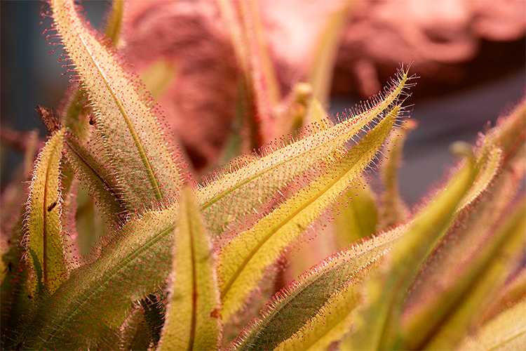 Drosera