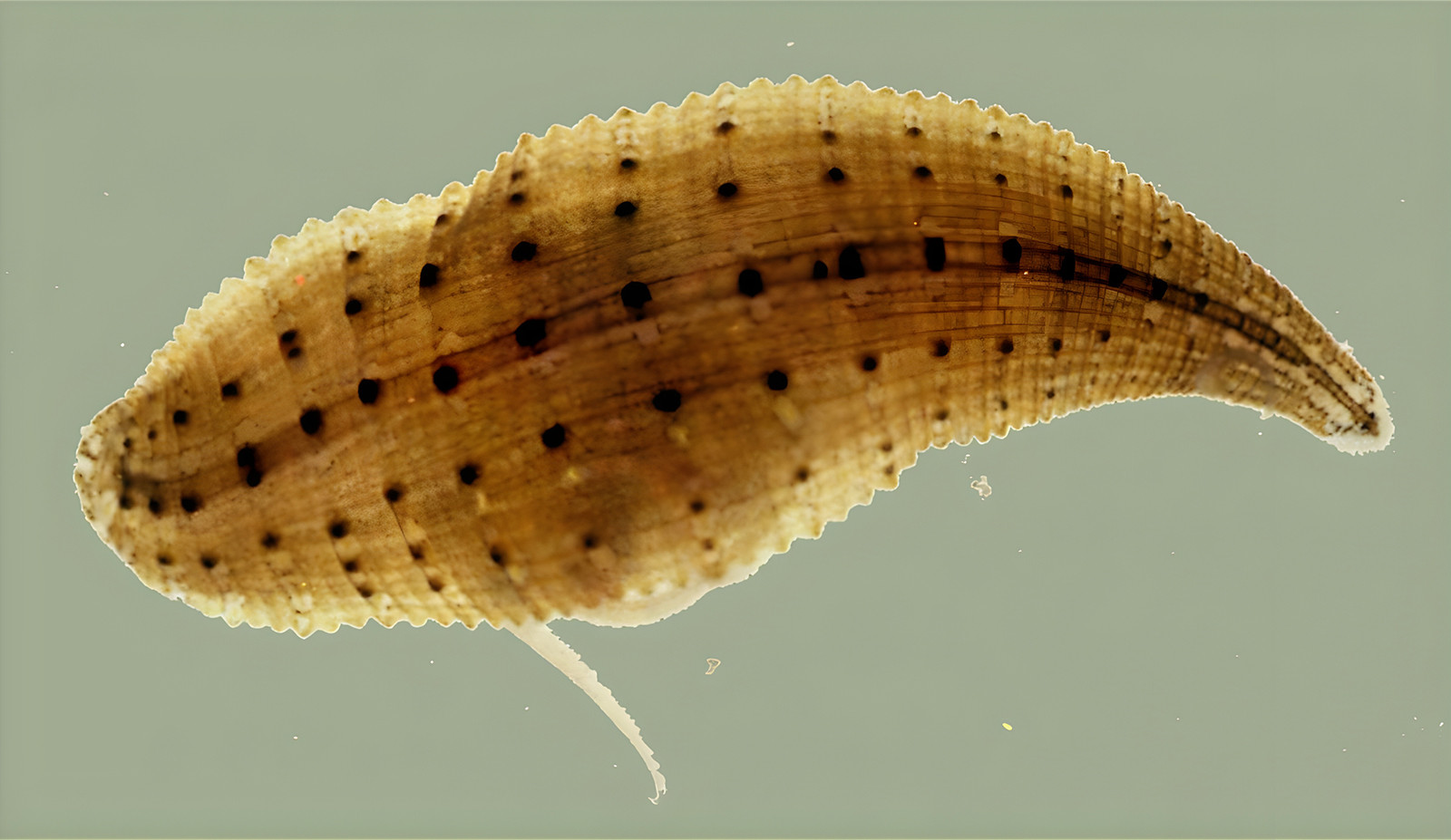 Snail leech - Glossiphonia complanata 