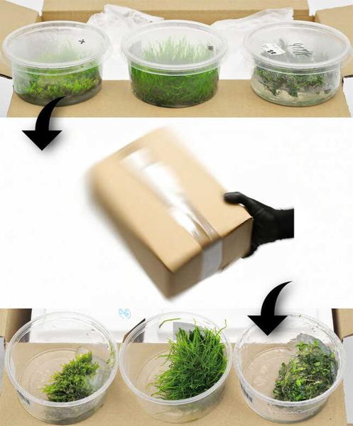 steril cup after transport