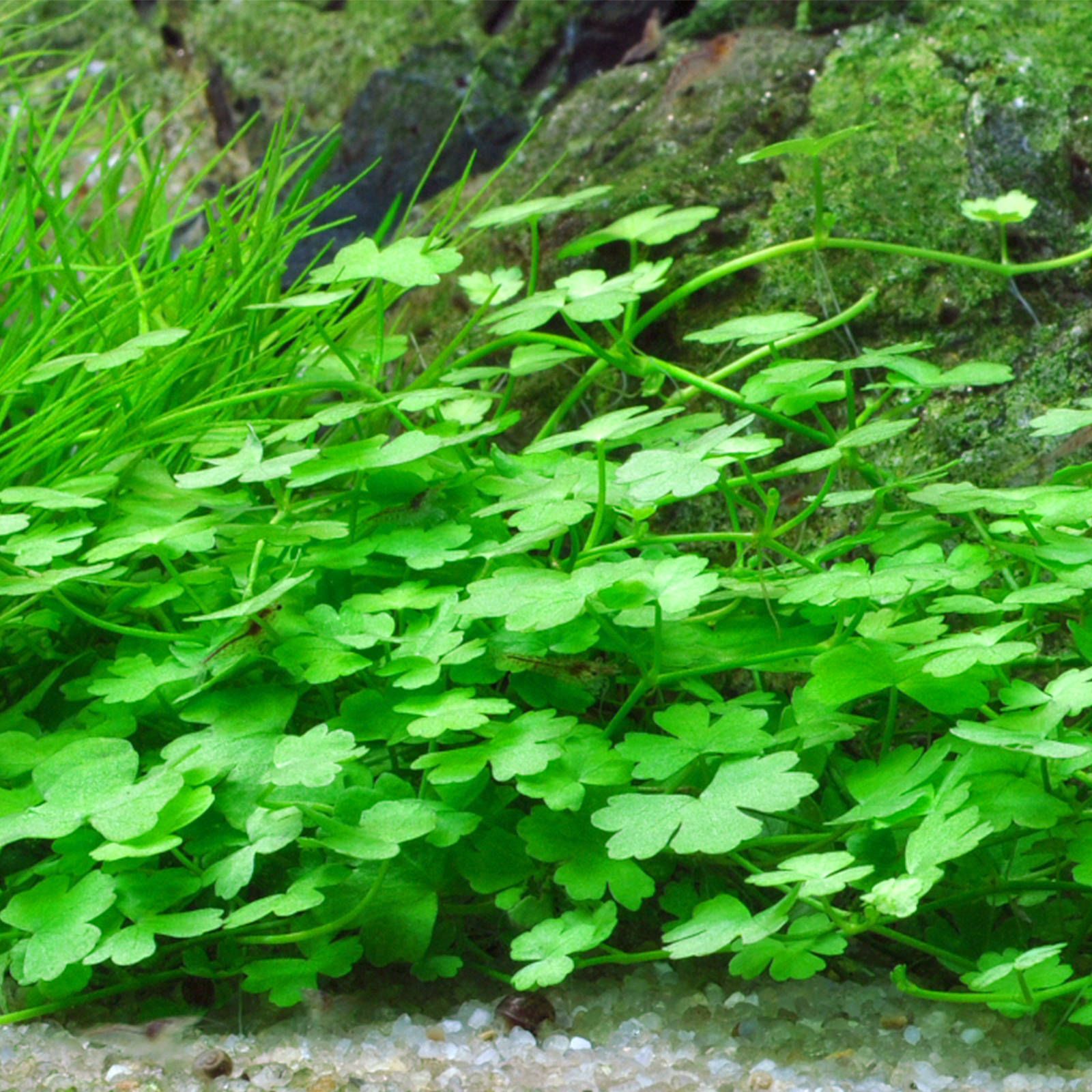 hydrocotyle