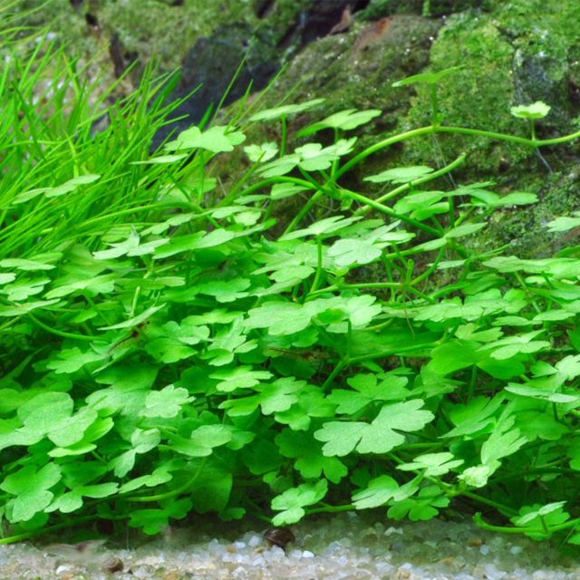 Hydrocotyle Tripartita Aquasabi Aquascaping Shop