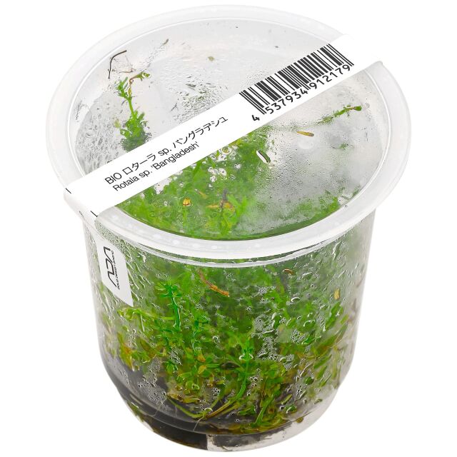 Rotala mexicana &quot;Bangladesh&quot;