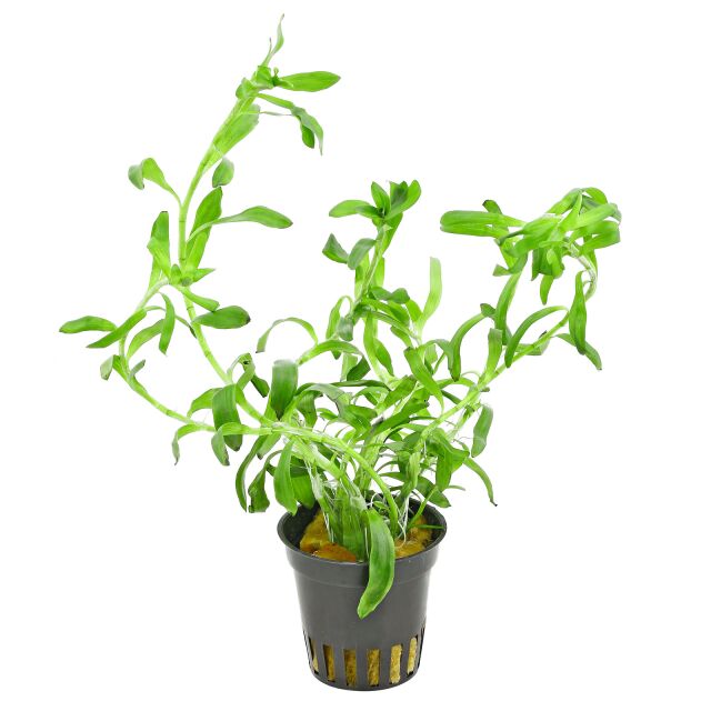 Heteranthera zosterifolia - Pot