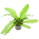 Echinodorus major - Pot