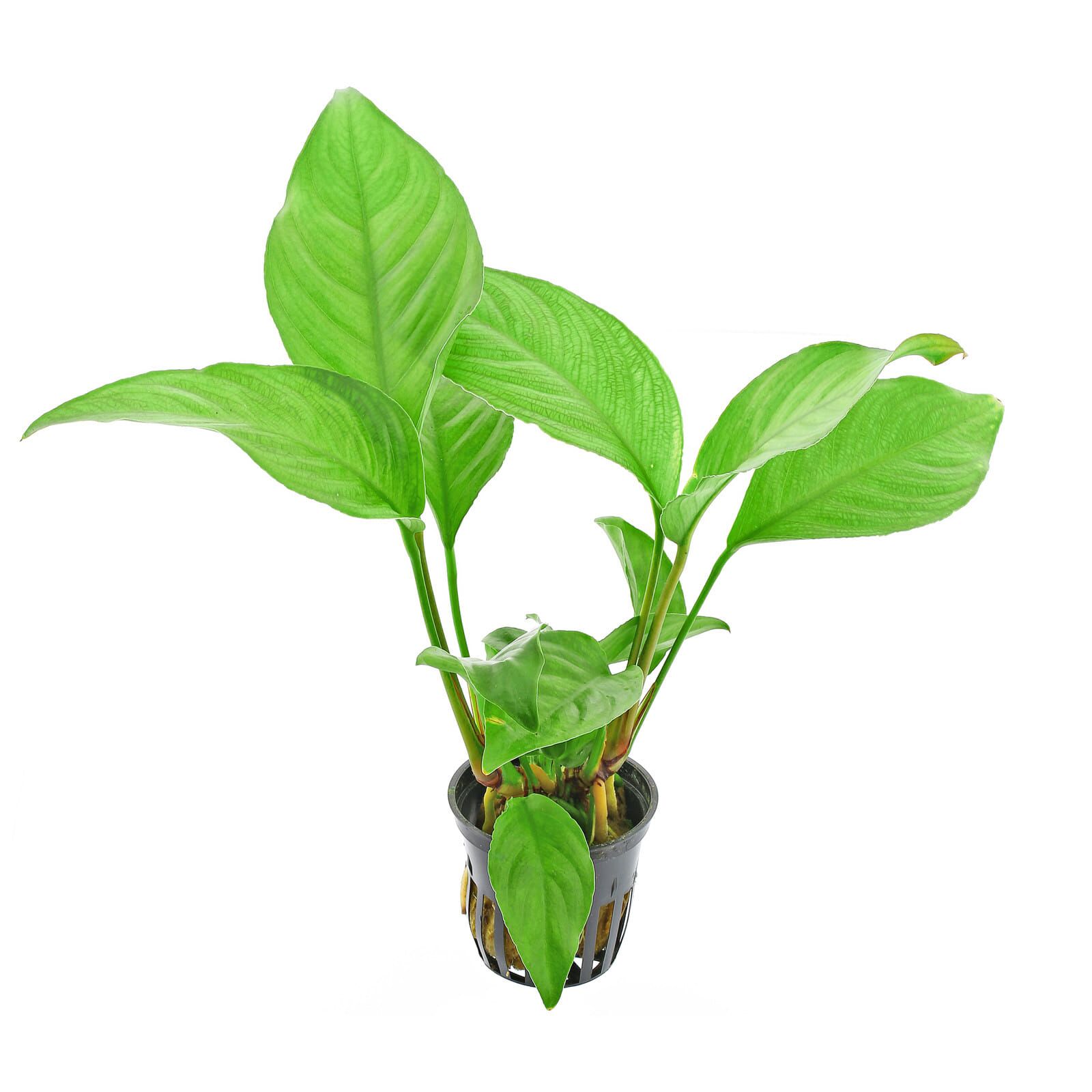 Anubias heterophylla Aquasabi Aquascaping Shop Anubias heterophylla Aquasabi Aquascaping Shop
