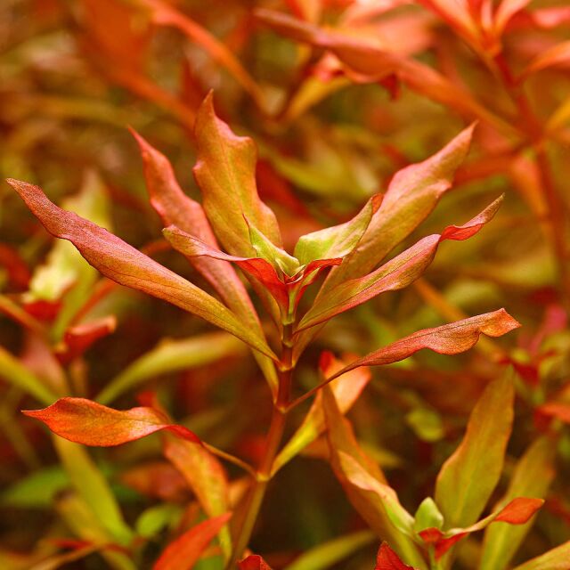 Ludwigia repens x arcuata