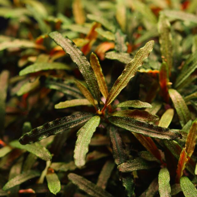 Bucephalandra sp. 