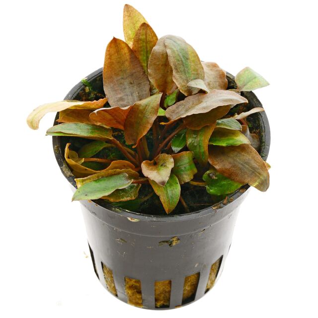 Cryptocoryne beckettii "Petchii Pink"