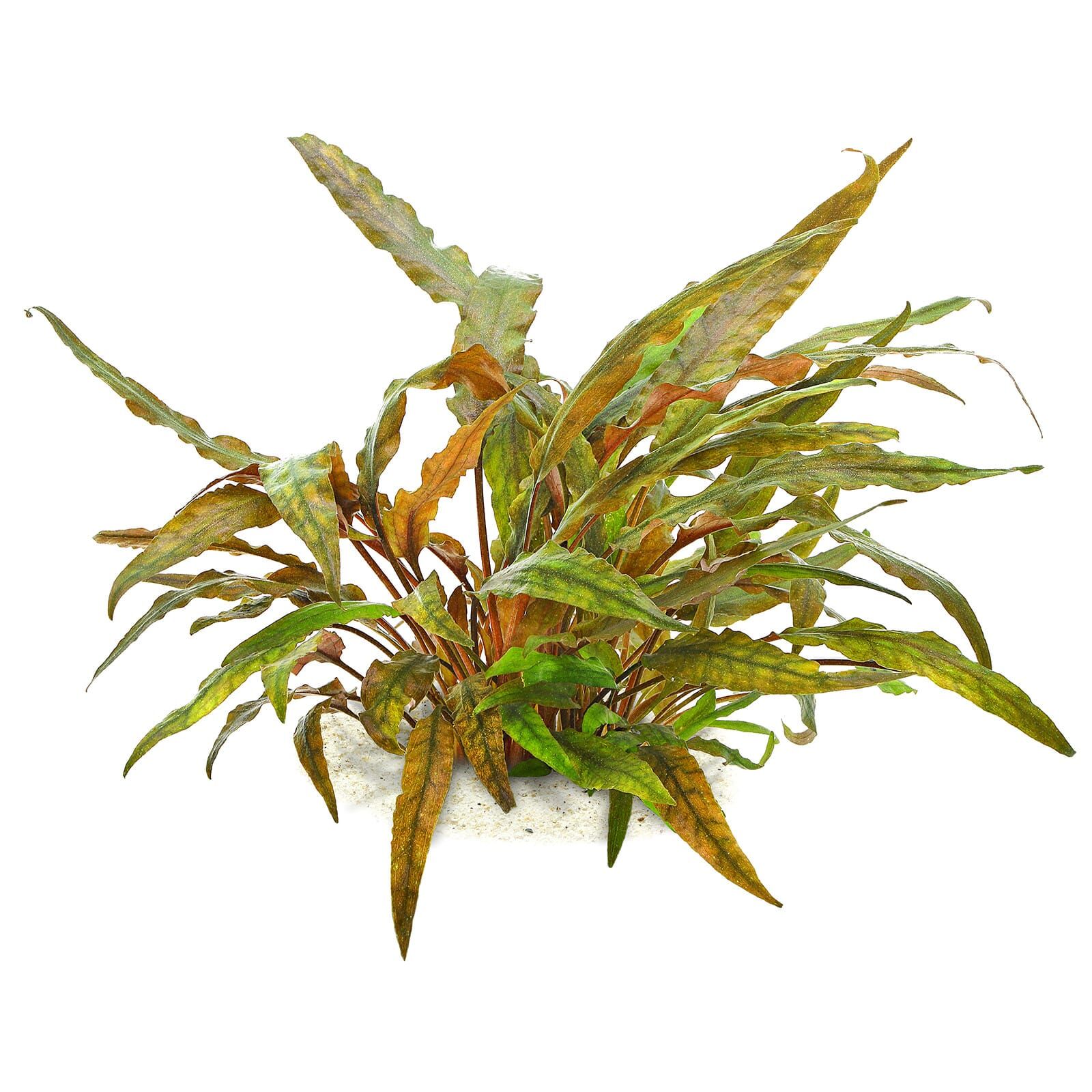 Cryptocoryne undulata 'Red'