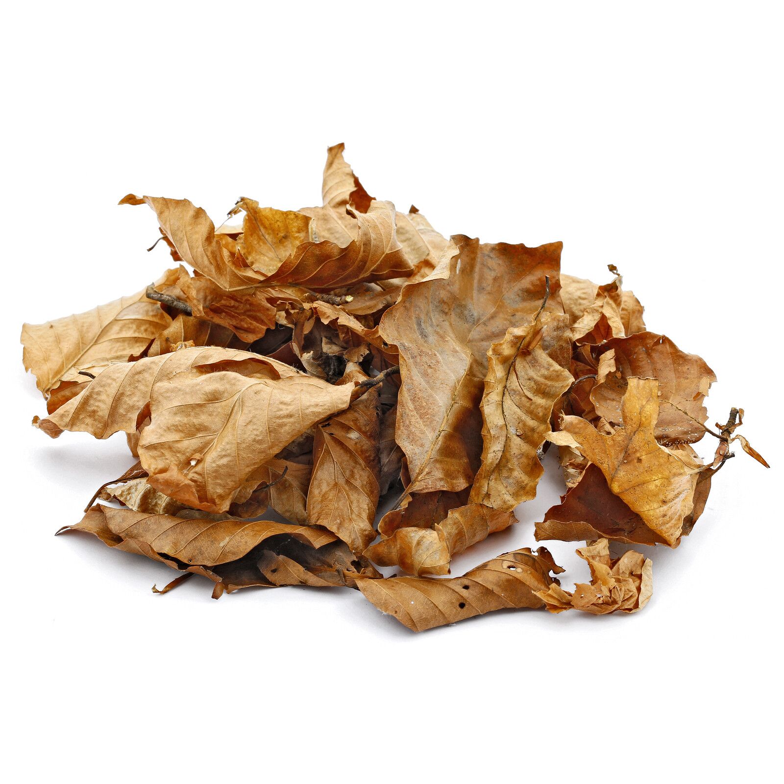 Beech Leaves - Brown