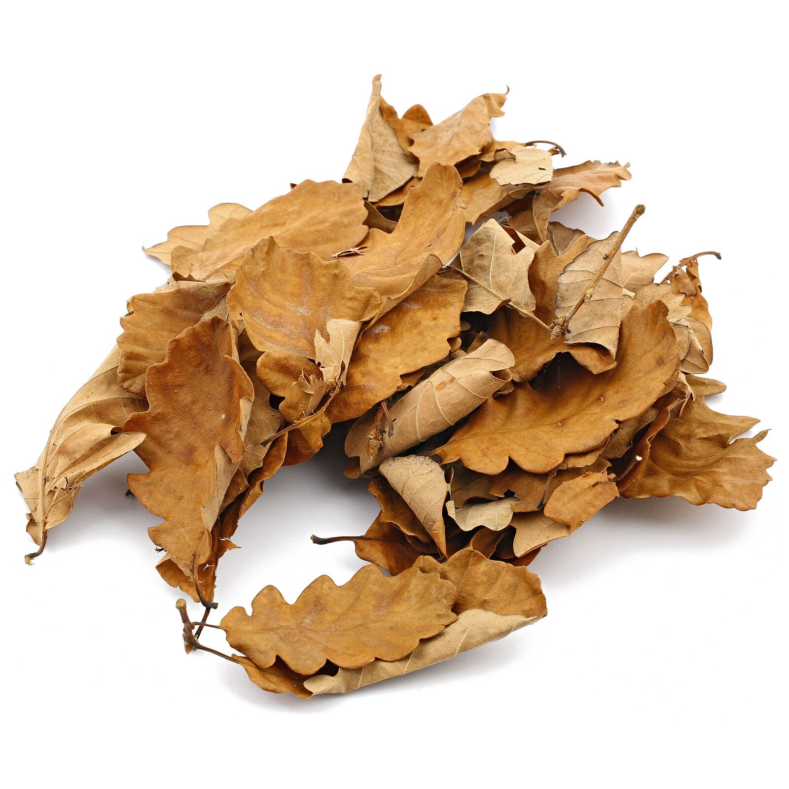 Oak Leaves - Brown