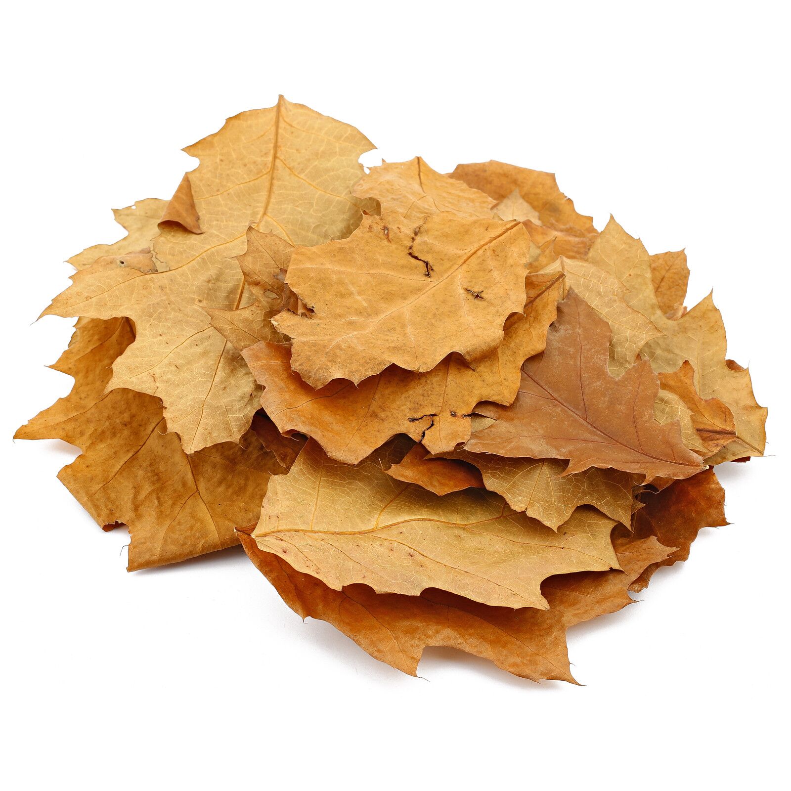 Red Oak Leaves - Brown