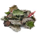 Red Hazelnut Leaves - 20x