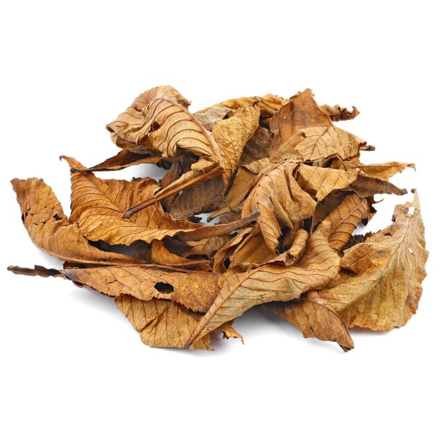 Horse Chestnut Leaves - Brown - 25x