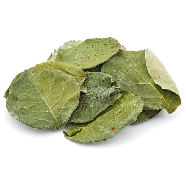 Quince Leaves - Green - 10x