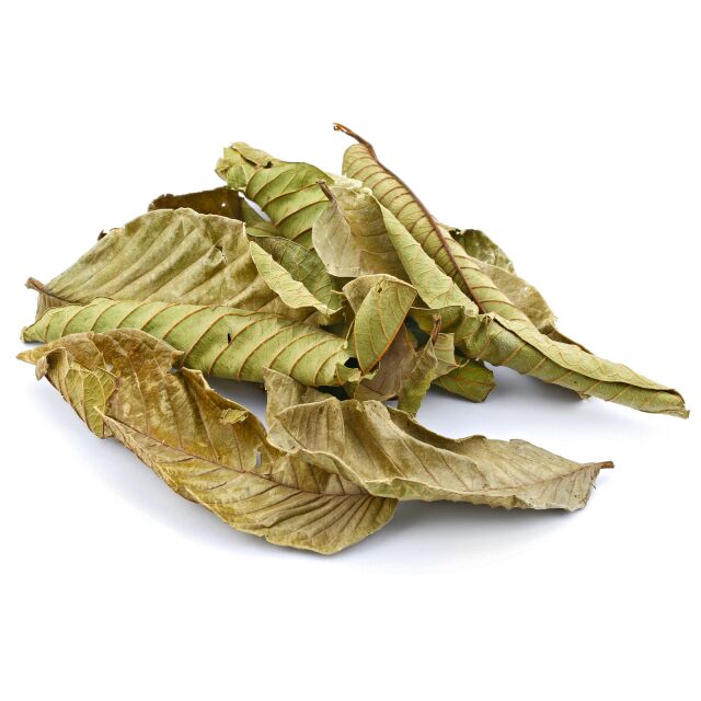 Guava Leaves - 10x
