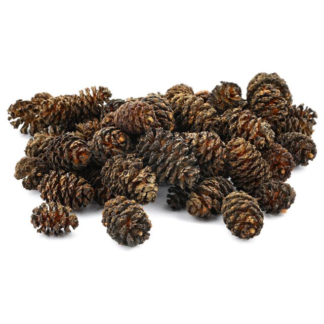 Alder Cones