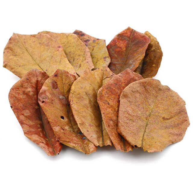 Catappa Leaves