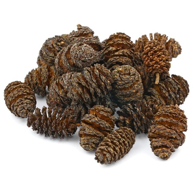 Alder Cones - XXL - 20x