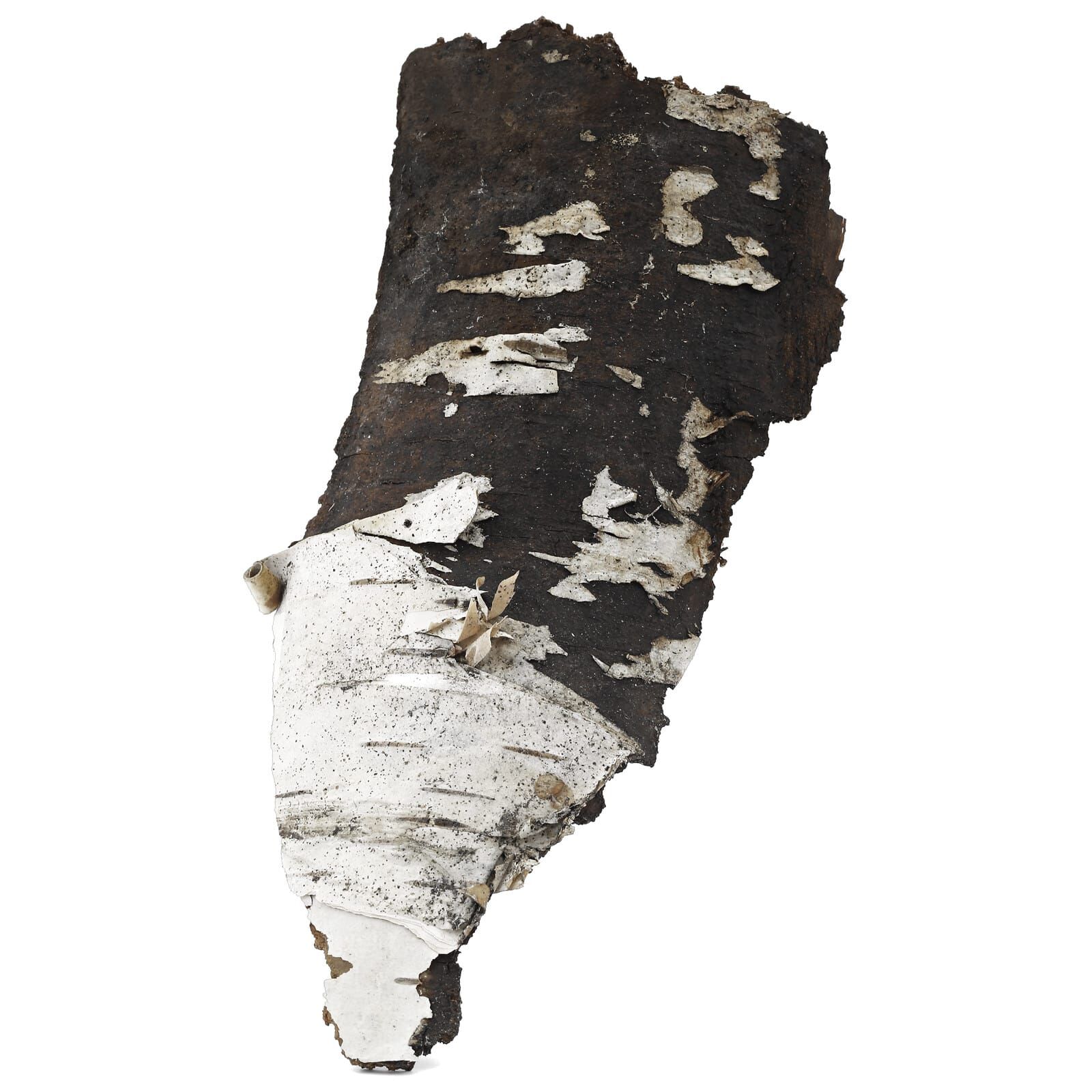 Birch Bark - 10 g