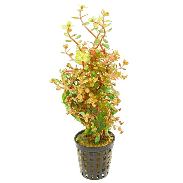 Rotala rotundifolia 'Orange Juice' - Pot