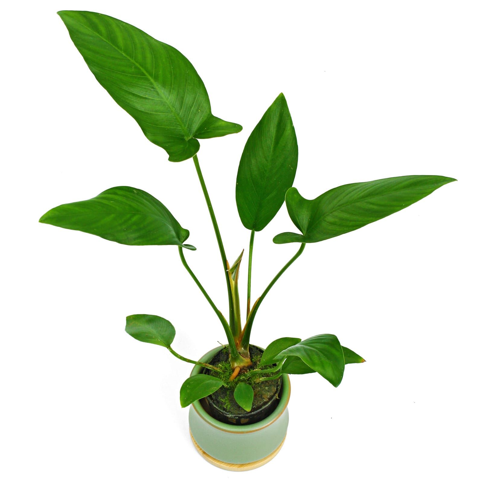 Anubias hastifolia