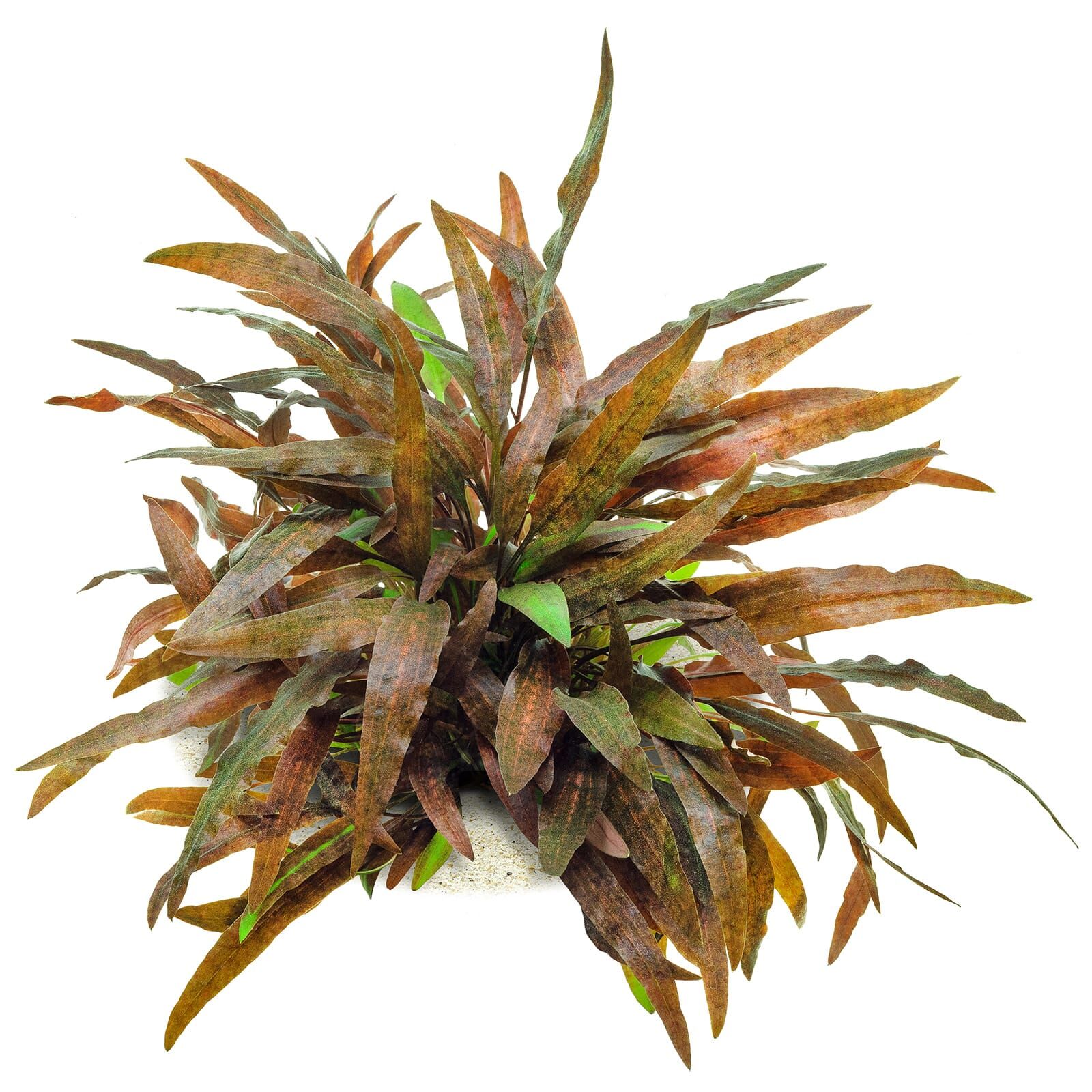 Cryptocoryne wendtii &quot;Affinis Rot&quot;