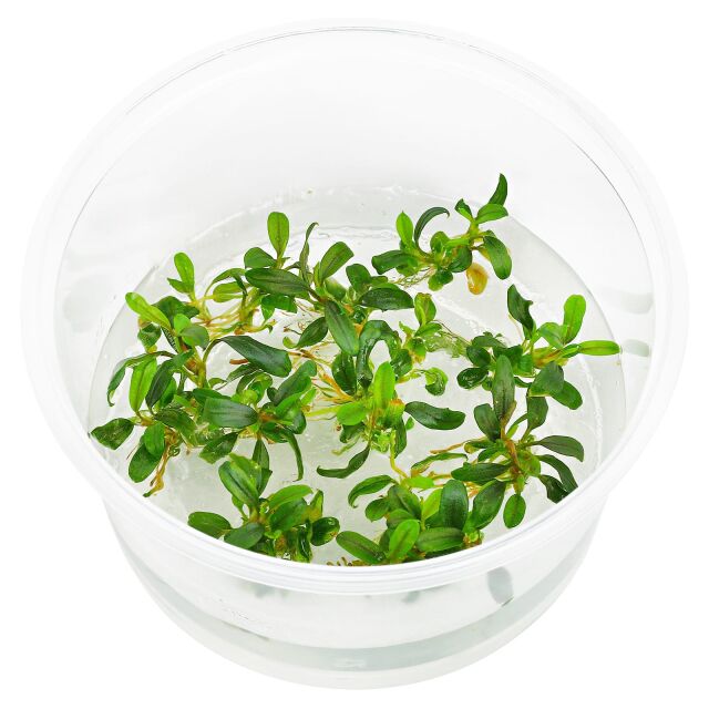 Bucephalandra sp. &quot;Mini Needle Leaf&quot; - in Vitro XL