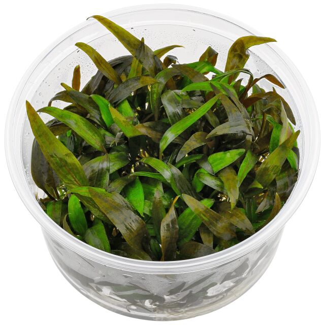 Cryptocoryne wendtii 'Tropica' - in Vitro XL