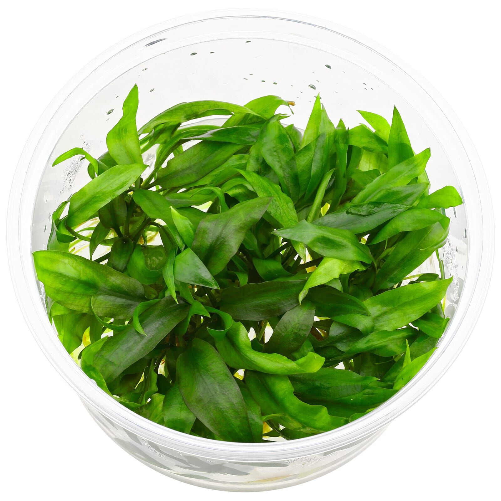 Cryptocoryne palawanensis (