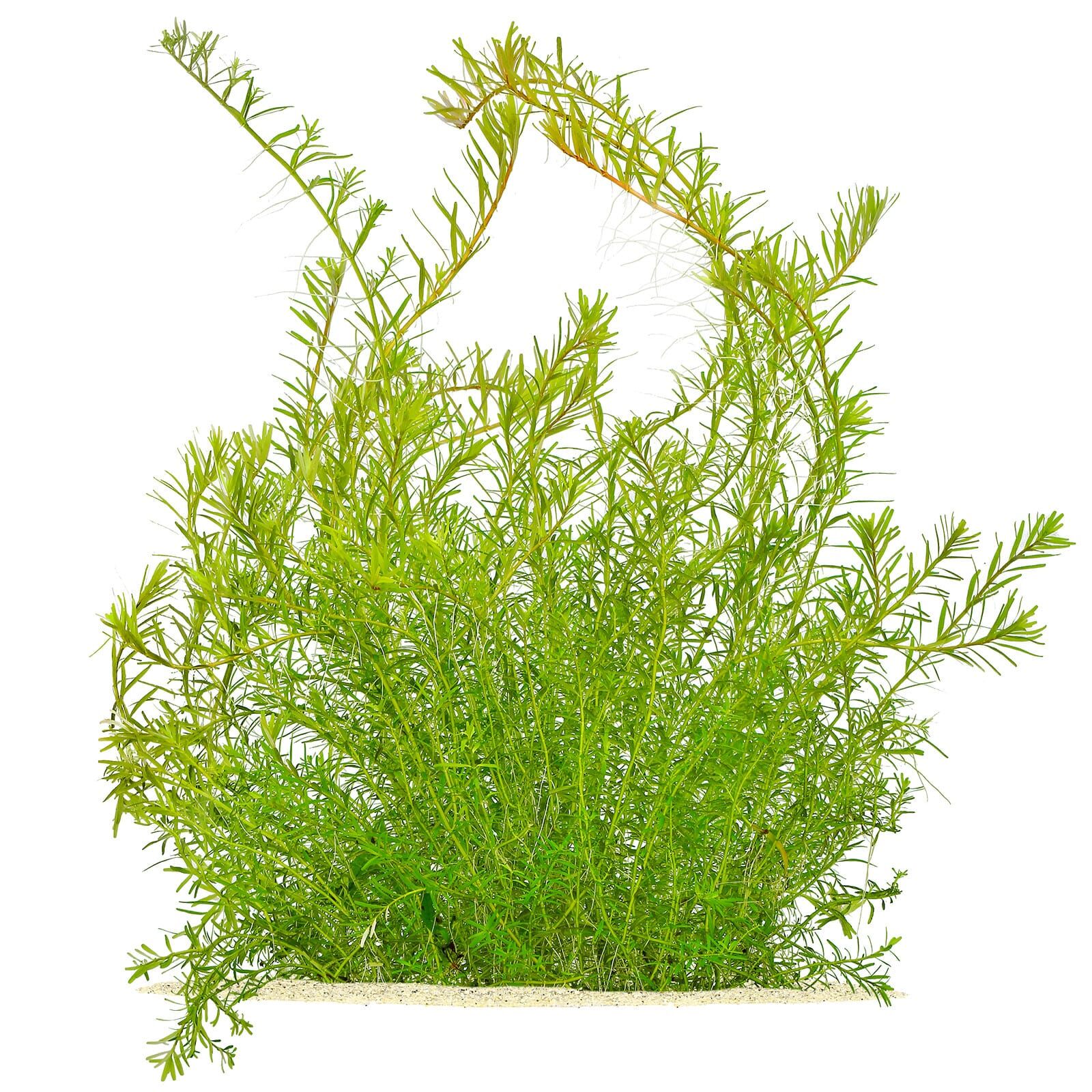 Rotala rotundifolia &quot;Periya&quot;