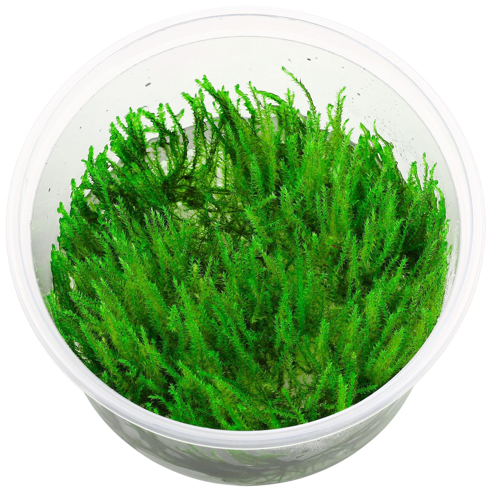 Java Moss (Vesicularia Dubyana) 3x3in