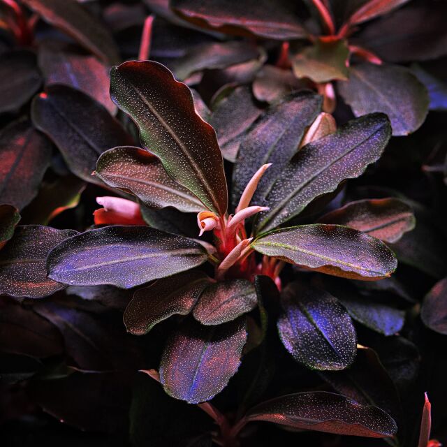 Bucephalandra sp. &quot;Theia&quot;