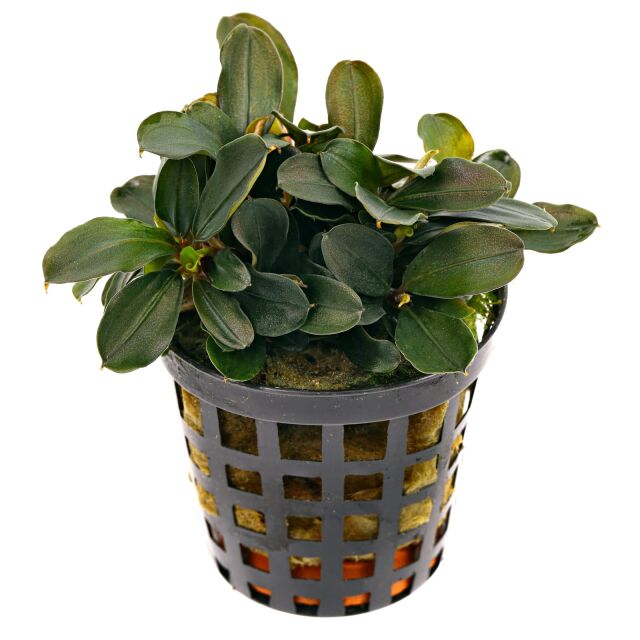 Bucephalandra sp. "Theia" - Pot