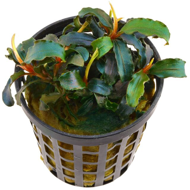 Bucephalandra sp. "Biblis"
