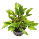 Cryptocoryne wendtii Green Gecko