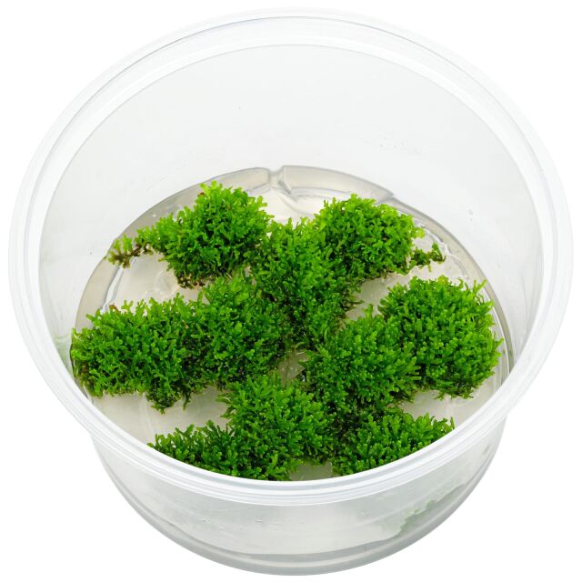 Riccardia sp. "chamedryfolia"
