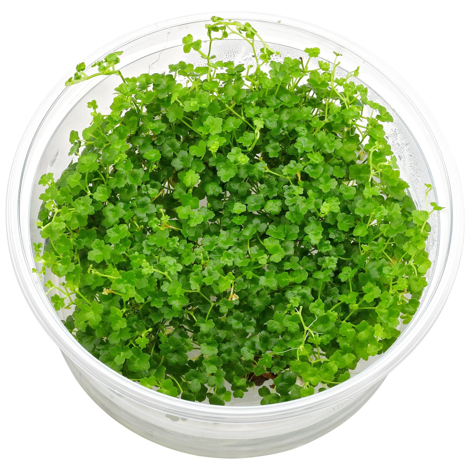 hydrocotyle