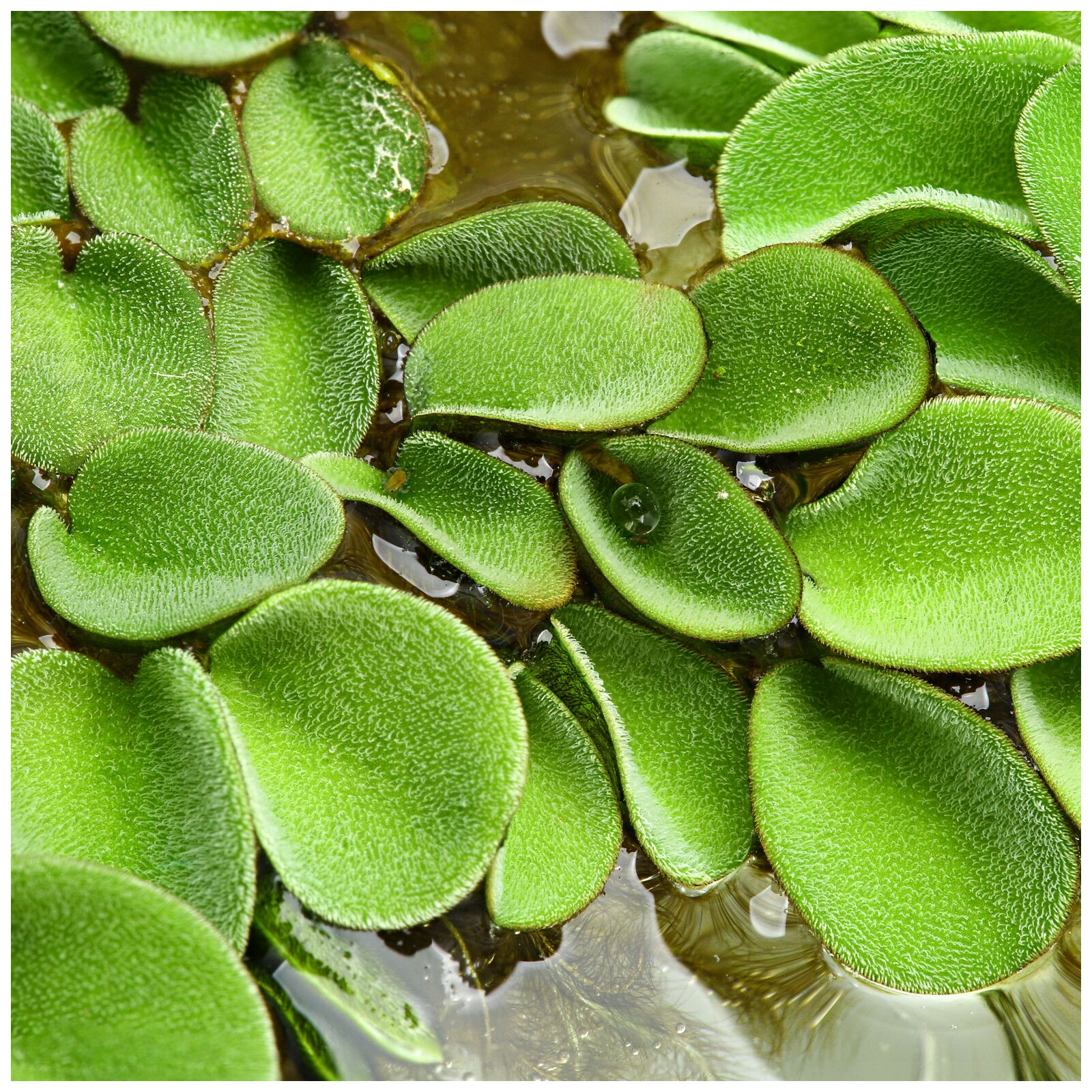 Floating Fern Aquarium/Pond Plant Asian Watermoss 10 Uncommon Salvinia Cucullata aka