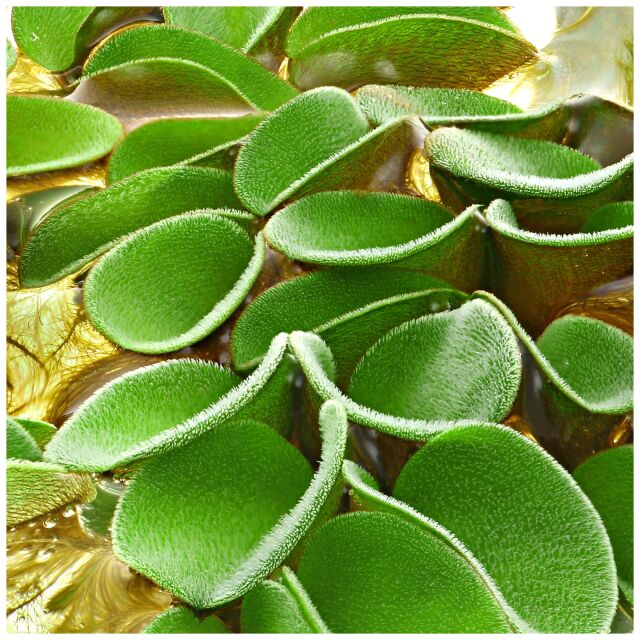 Salvinia cucullata