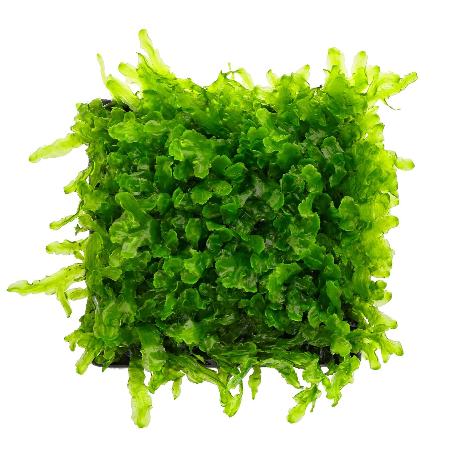 Vesicularia sp. Mini Christmas Moss - in Vitro