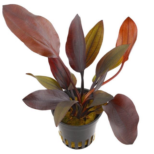 Echinodorus 'Aflame' - Pot