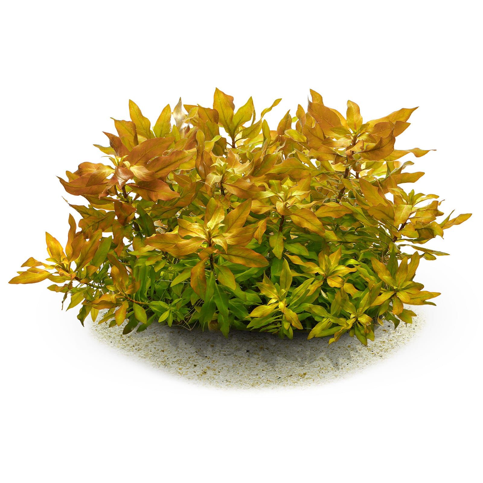 Ludwigia polycarpa