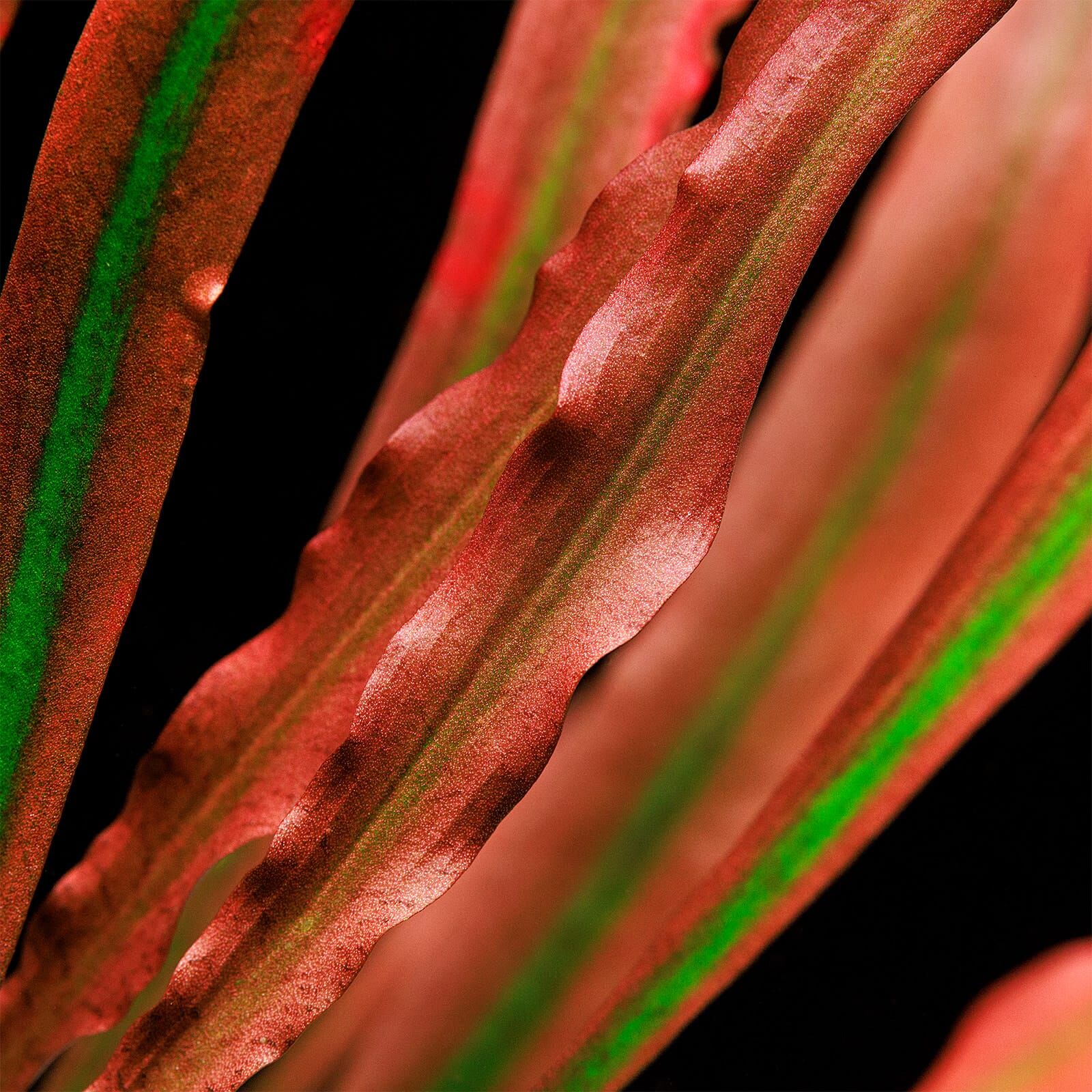 Cryptocoryne spiralis 'Red' - Pot | Aquasabi - Aquascaping Shop