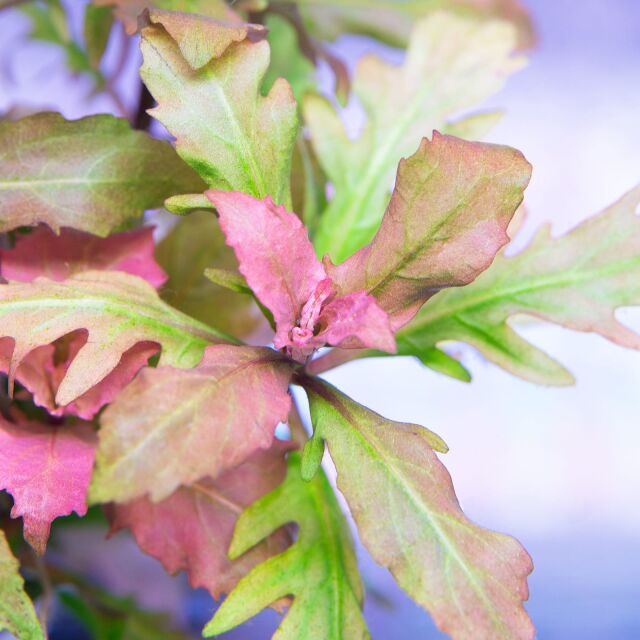 Hygrophila triflora