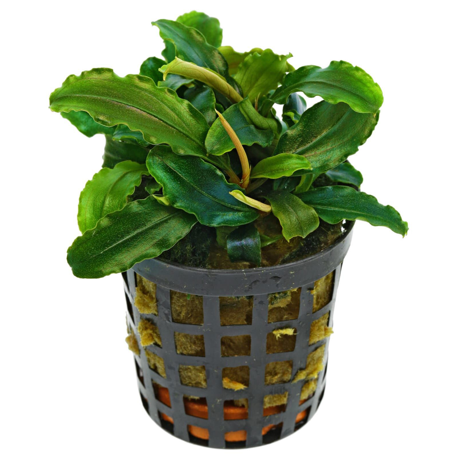 Bucephalandra sp. 