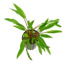 Cryptocoryne undulata Green